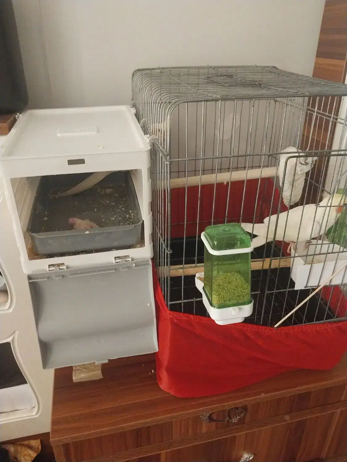 جفت لوتینو مولد با جوجه|پرنده|اسلامشهر, چیچکلو|دیوار