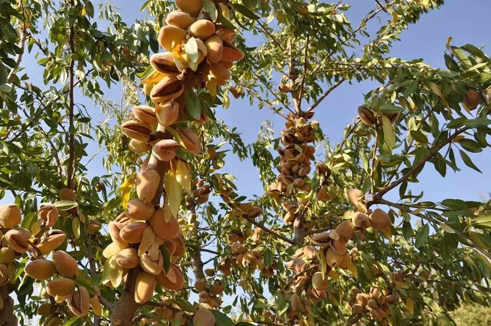 نهالستان انواع نهال دیرگل و اقتصادی|خدمات باغبانی و درختکاری|جوانرود, |دیوار