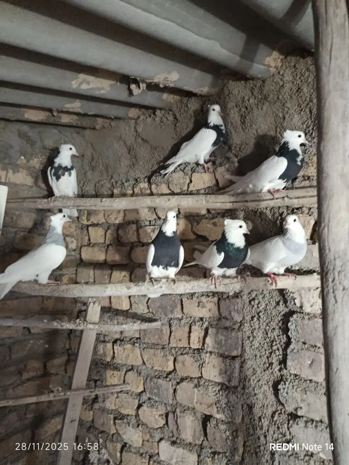 کفتر طوقی ابی و سیاه|پرنده|پیشوا, |دیوار