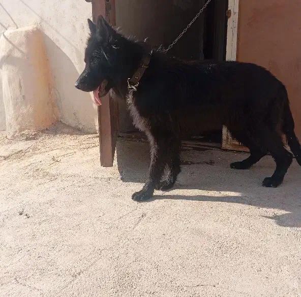 سگ ژرمن بلک خالص نَر|سگ|خرم‌آباد, |دیوار