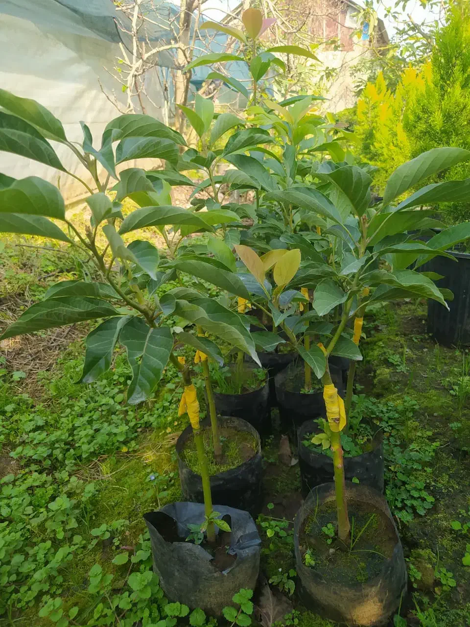 نهال آووکادو و کاج لاوسون|گل و گیاه طبیعی|واجارگاه, |دیوار