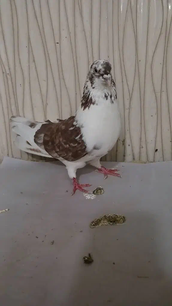 کبوتر پرشی|پرنده|نسیمشهر, |دیوار