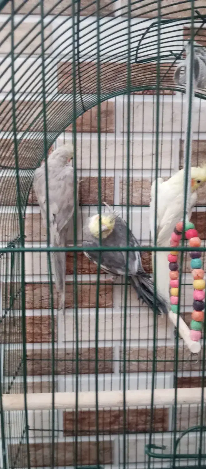 عروس هلندی|پرنده|خمینی‌شهر, |دیوار