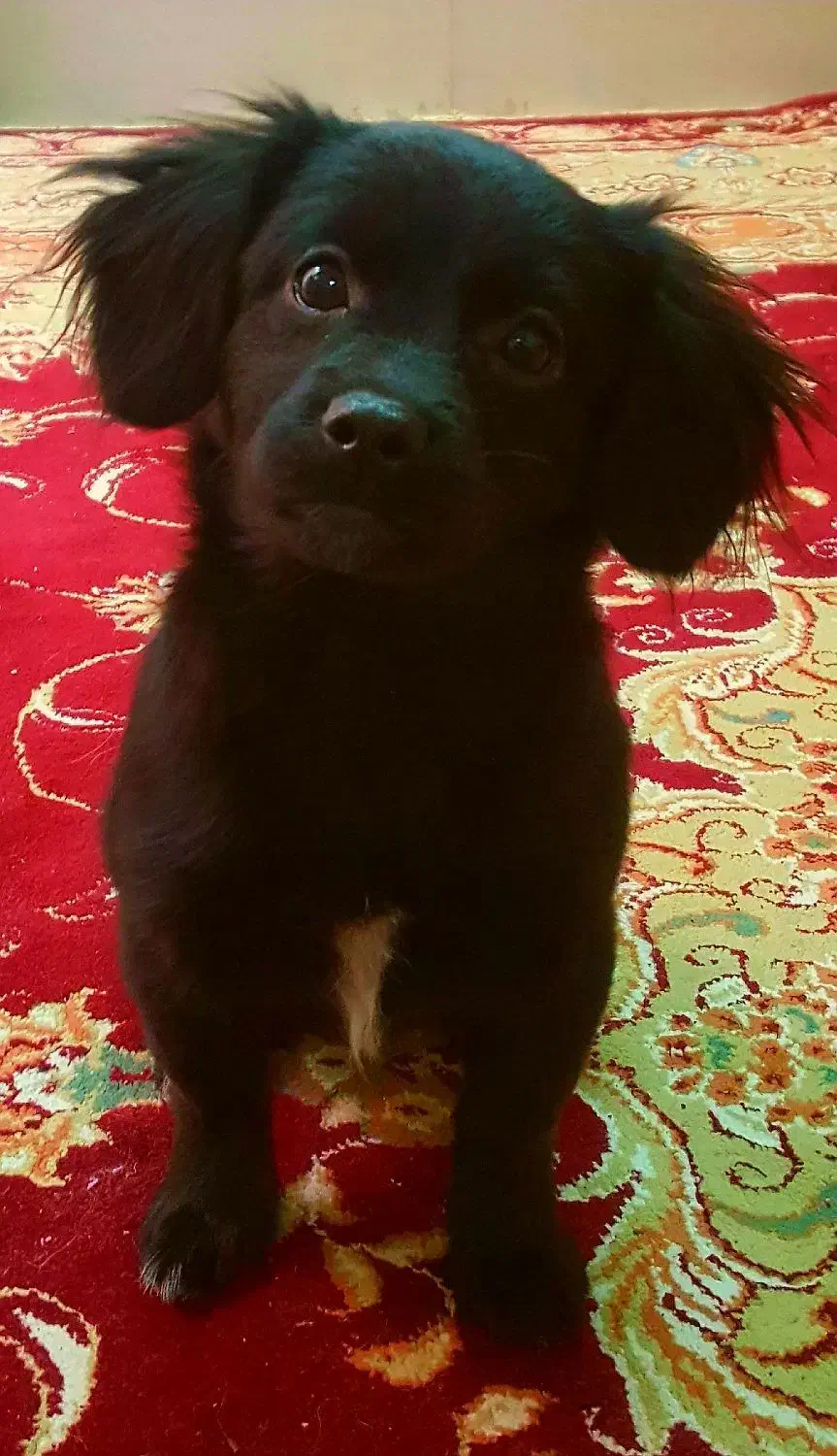 واگذاری سگ اشپیدز|سگ|پاکدشت, شهرک انقلاب|دیوار