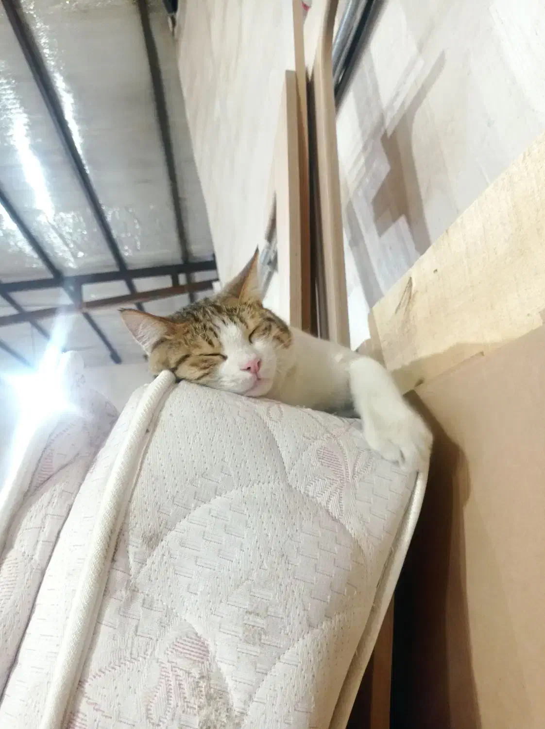 گربه گمشده|گربه|سلماس, |دیوار