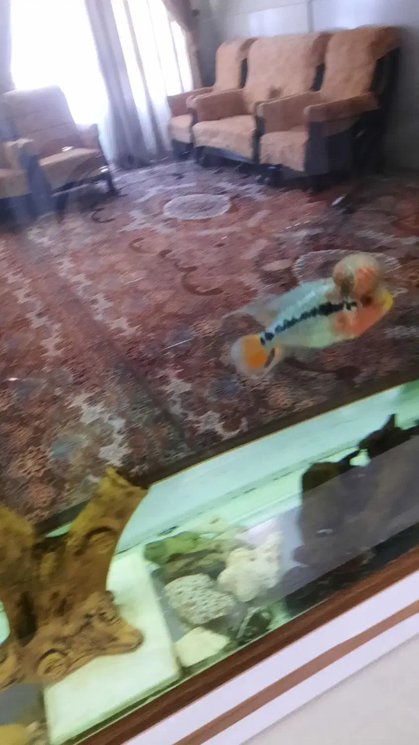 جوجه فلاور ۴ بندی|ماهی|سامان, |دیوار