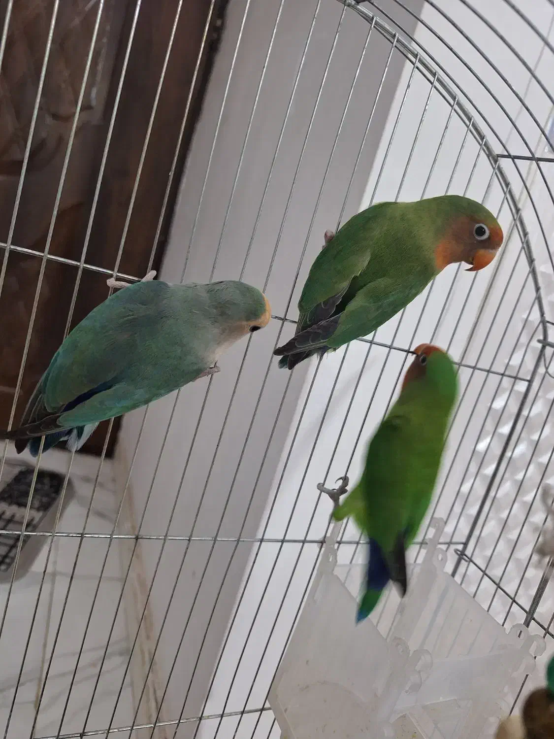 طوطی بزریلی|پرنده|پاکدشت, پاکدشت (مامازند)|دیوار