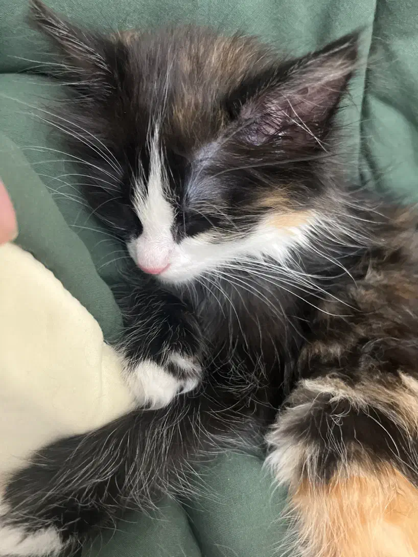 واگذاری گربه حدود ۳ ماه|گربه|قم, دورشهر|دیوار