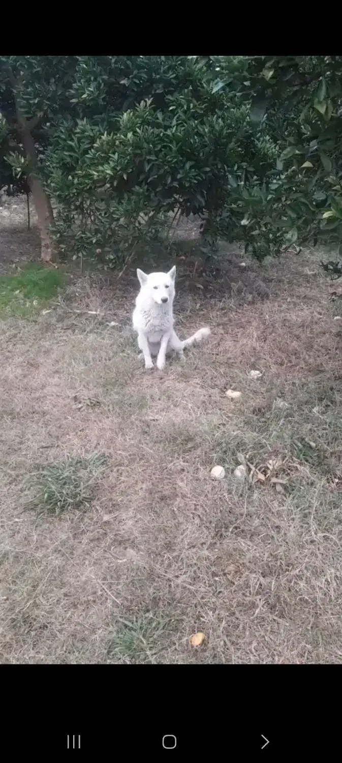 سگ لسپام|سگ|هادی شهر, |دیوار