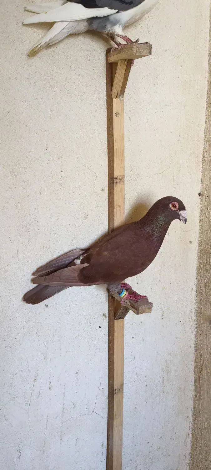 تعدادی کبوتر|پرنده|کرمان, |دیوار