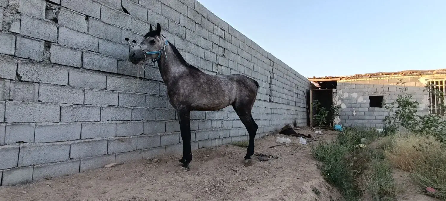 اسب سواری دار|اسب و تجهیزات اسبسواری|مبارکه, |دیوار