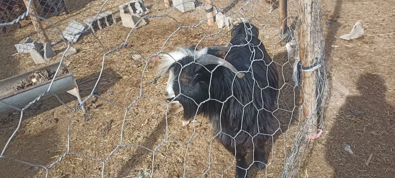 کهره نر|حیوانات مزرعه|شهرضا, |دیوار