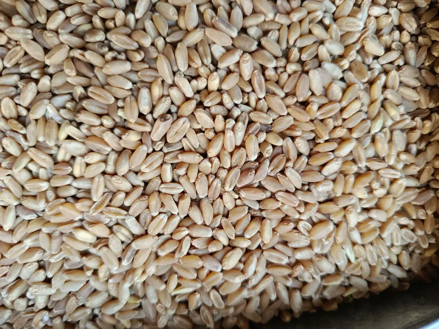 چمران ۲بوجاری رامشیر گندم|عمدهفروشی|بندر ماهشهر, |دیوار