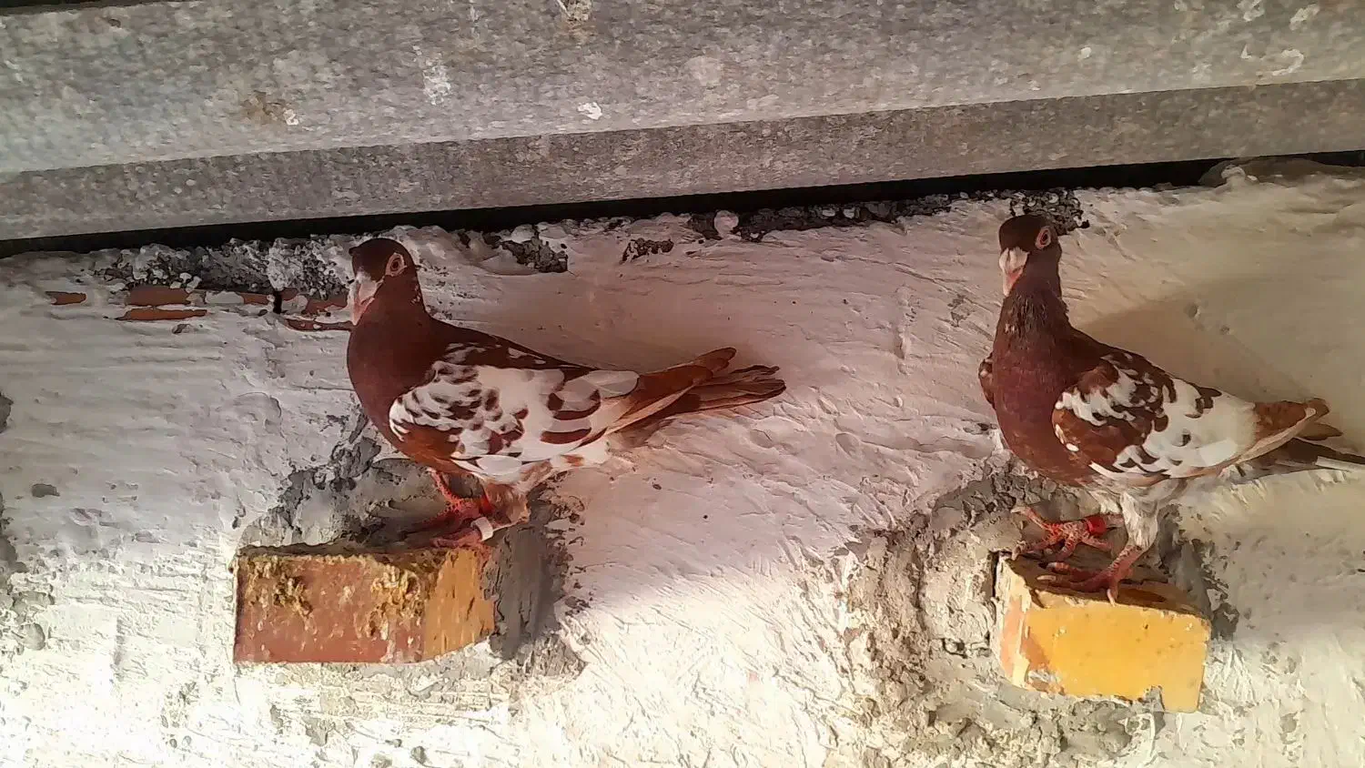 کبوتر کارل|پرنده|خان ببین, |دیوار