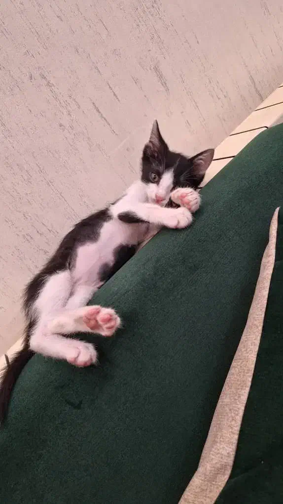 واگذاری گربه|گربه|رشت, حسین آباد|دیوار