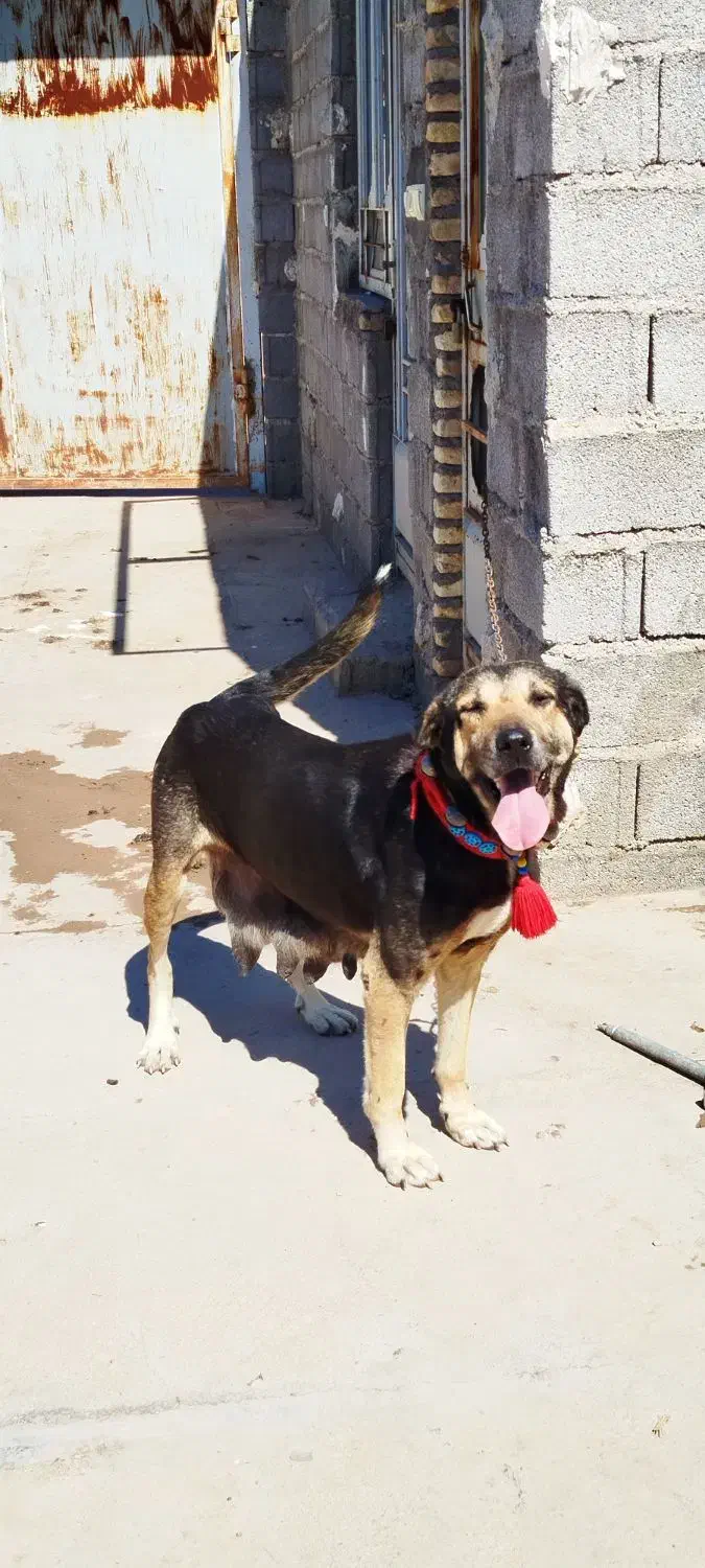 سگ پژدر|سگ|دزفول, |دیوار