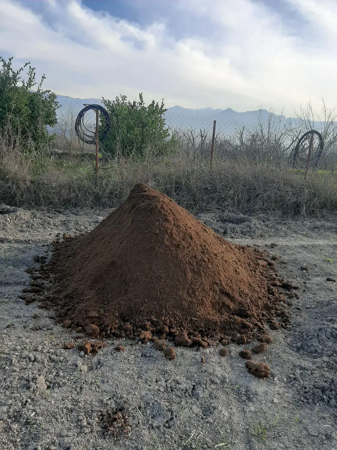 کودگاوی|خدمات باغبانی و درختکاری|گرگان, |دیوار