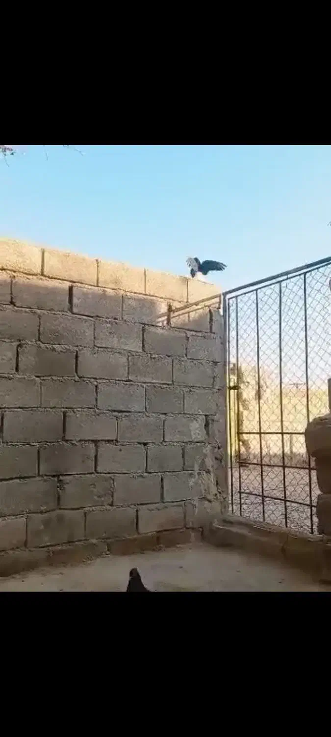 قناری|پرنده|رامهرمز, |دیوار