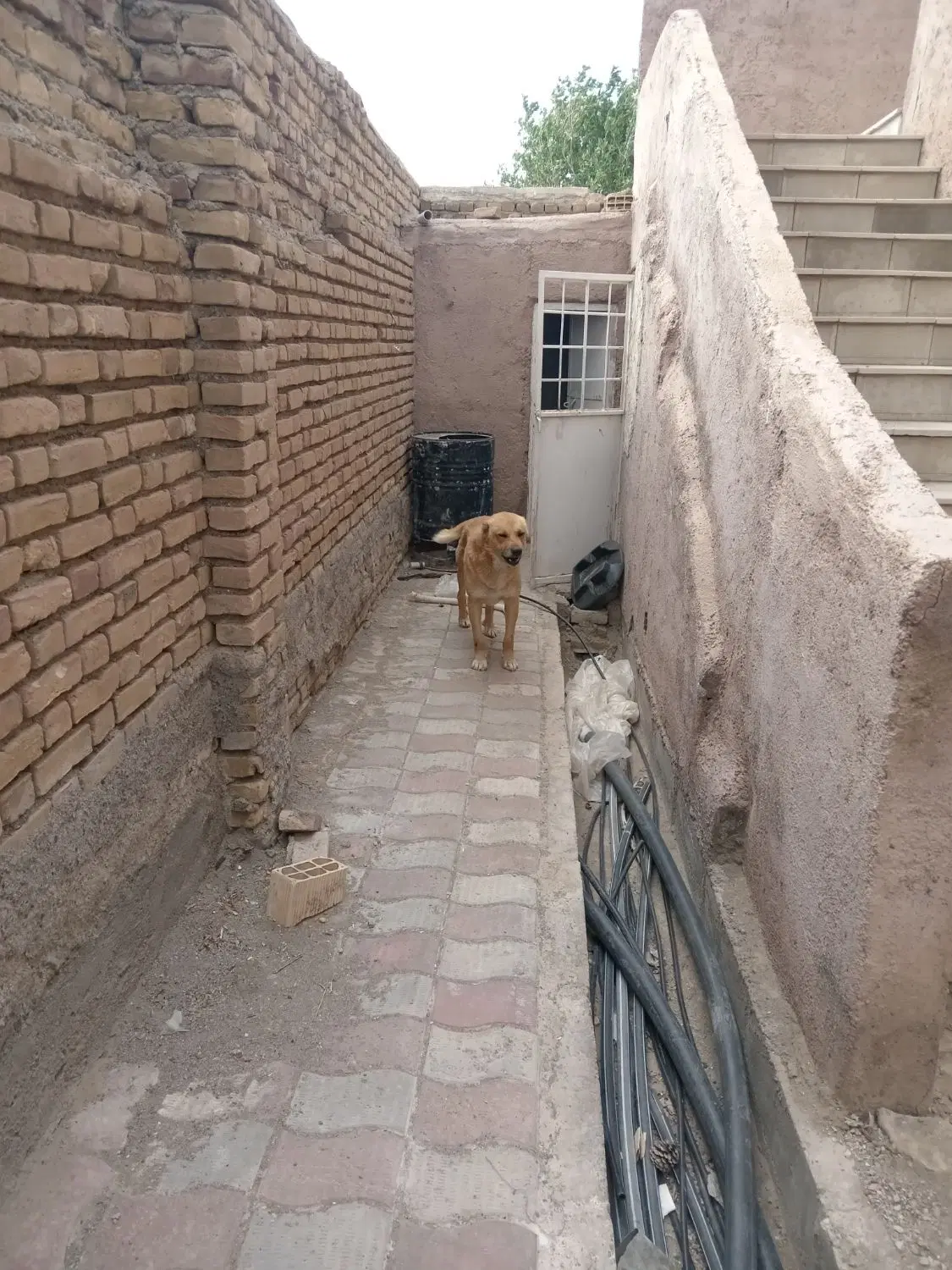 سگ گله|سگ|سبزوار, توحیدشهر|دیوار