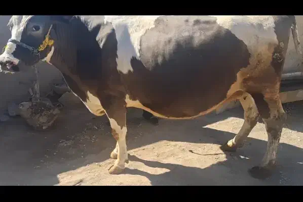 گاو سیمیتال|حیوانات مزرعه|دینور, |دیوار