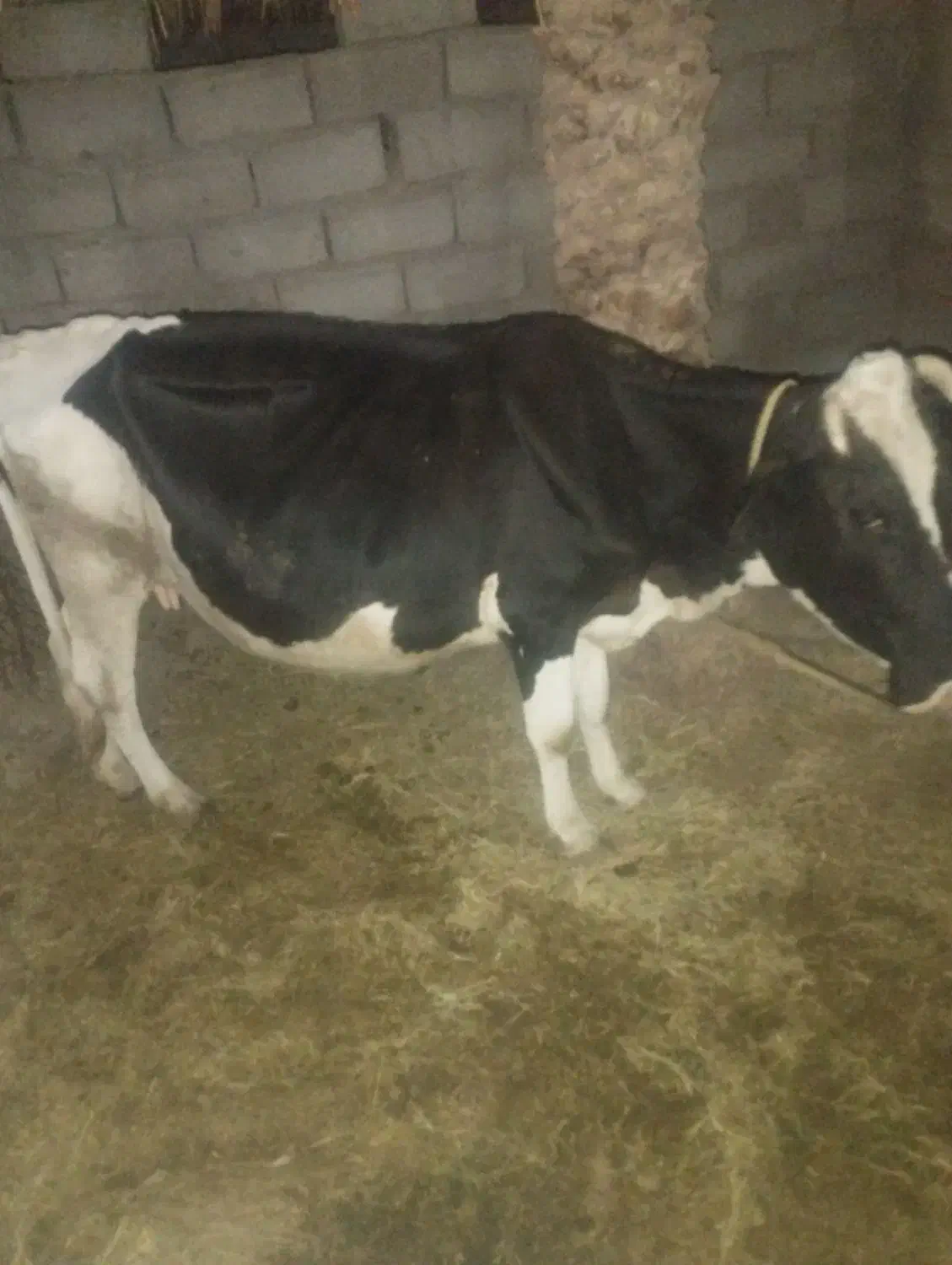 گاو|حیوانات مزرعه|نگین کویر, |دیوار