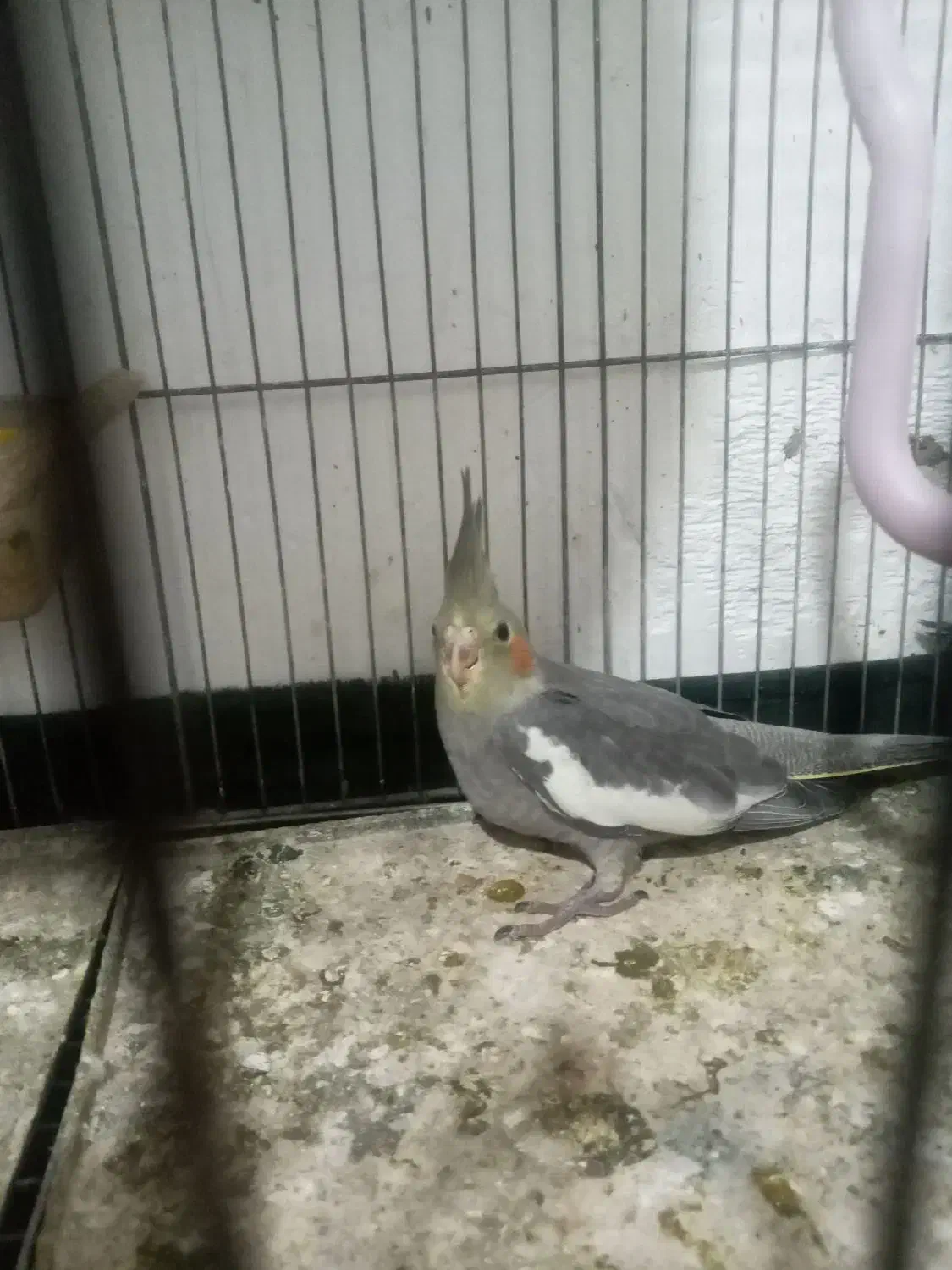 عروس هلندی|پرنده|رانکوه, |دیوار