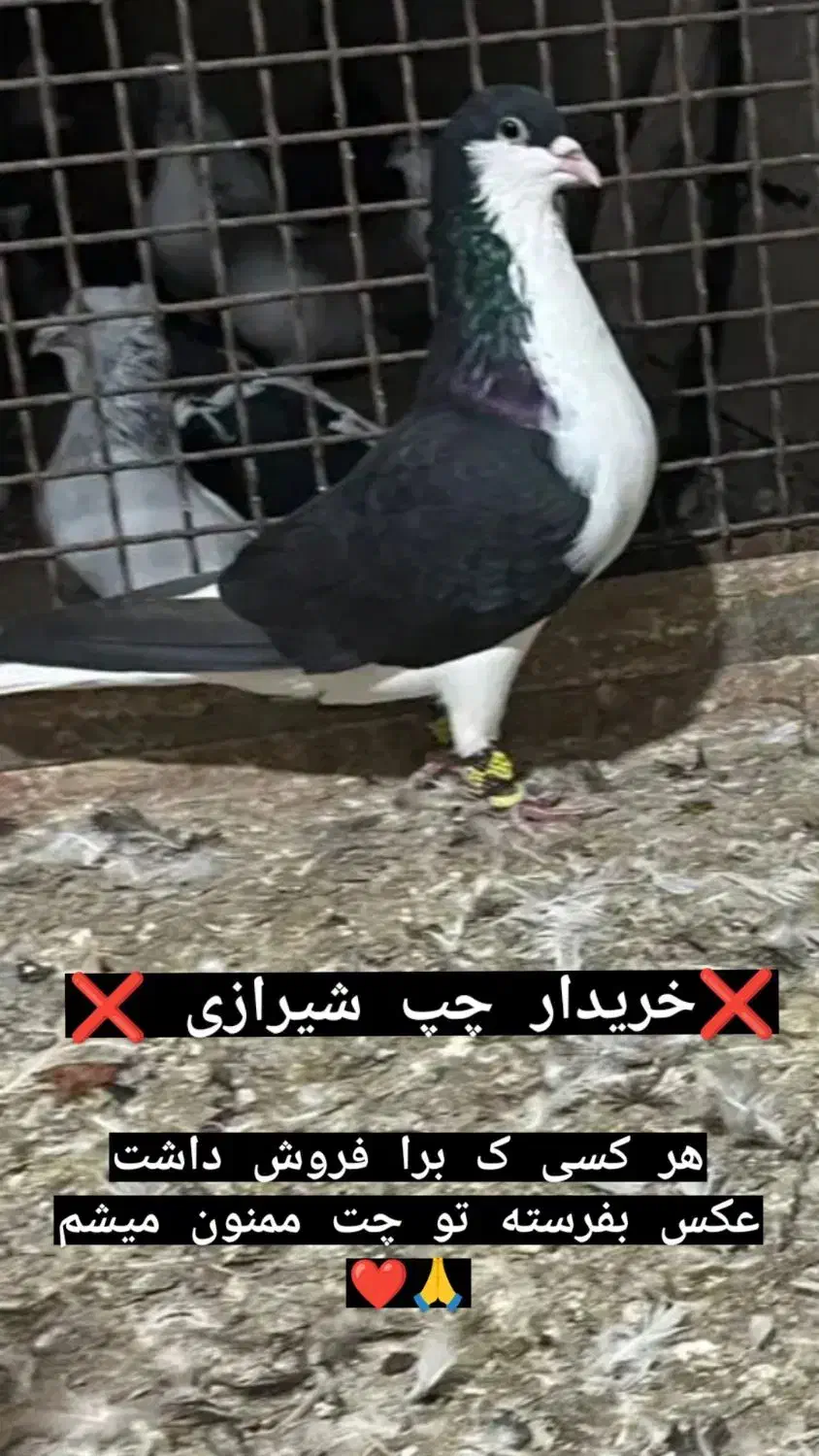 چپ شیرازی|پرنده|اهواز, گلستان|دیوار