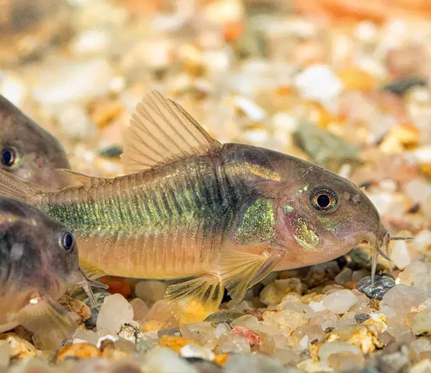 ماهی کالرویدو/ کت فیش / کریدوراس|ماهی|مسجد سلیمان, |دیوار