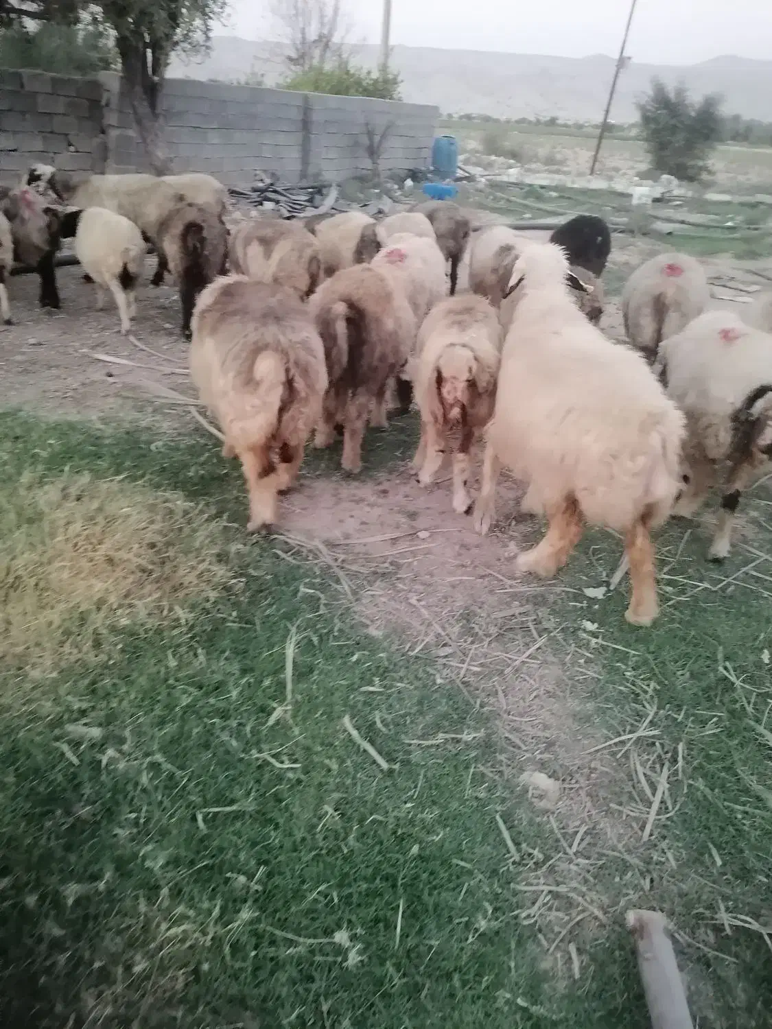 گوسفند|حیوانات مزرعه|فراشبند, |دیوار