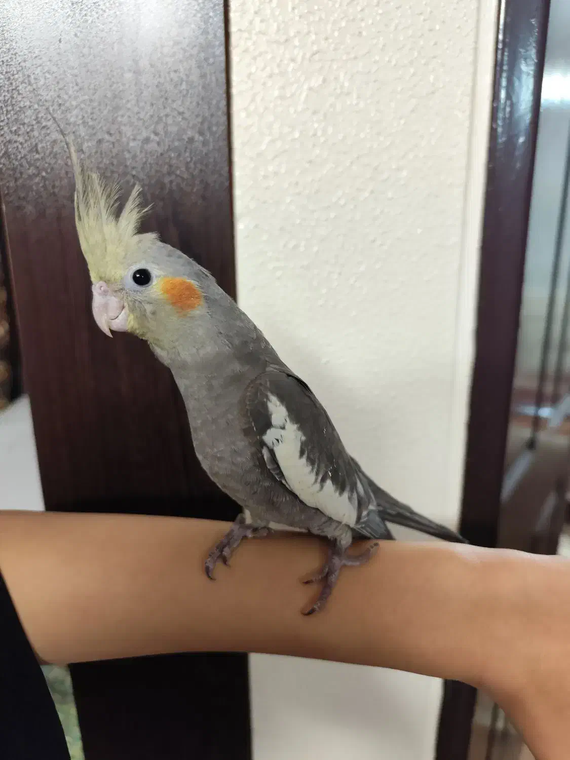 پرنده|پرنده|شاهینشهر, فیض|دیوار