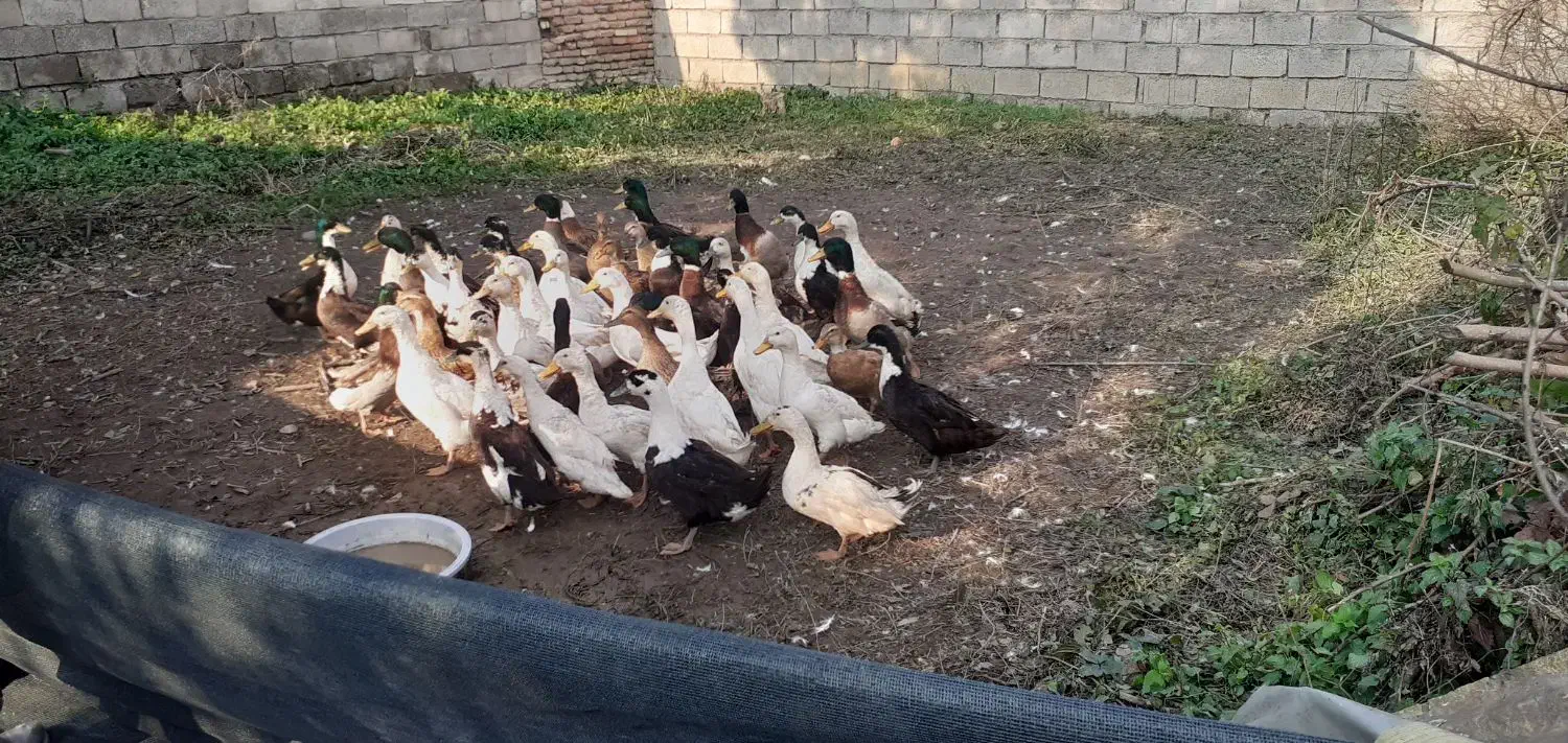 اردک های سالم|حیوانات مزرعه|قائم‌شهر, |دیوار