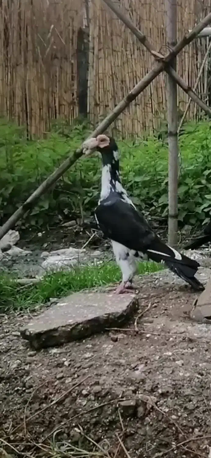 فروش یک جفت کبوتر کاریر اصیل|پرنده|آزادشهر, |دیوار