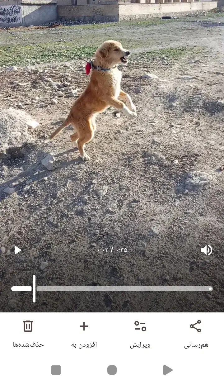 سگ.|سگ|سیسخت, |دیوار