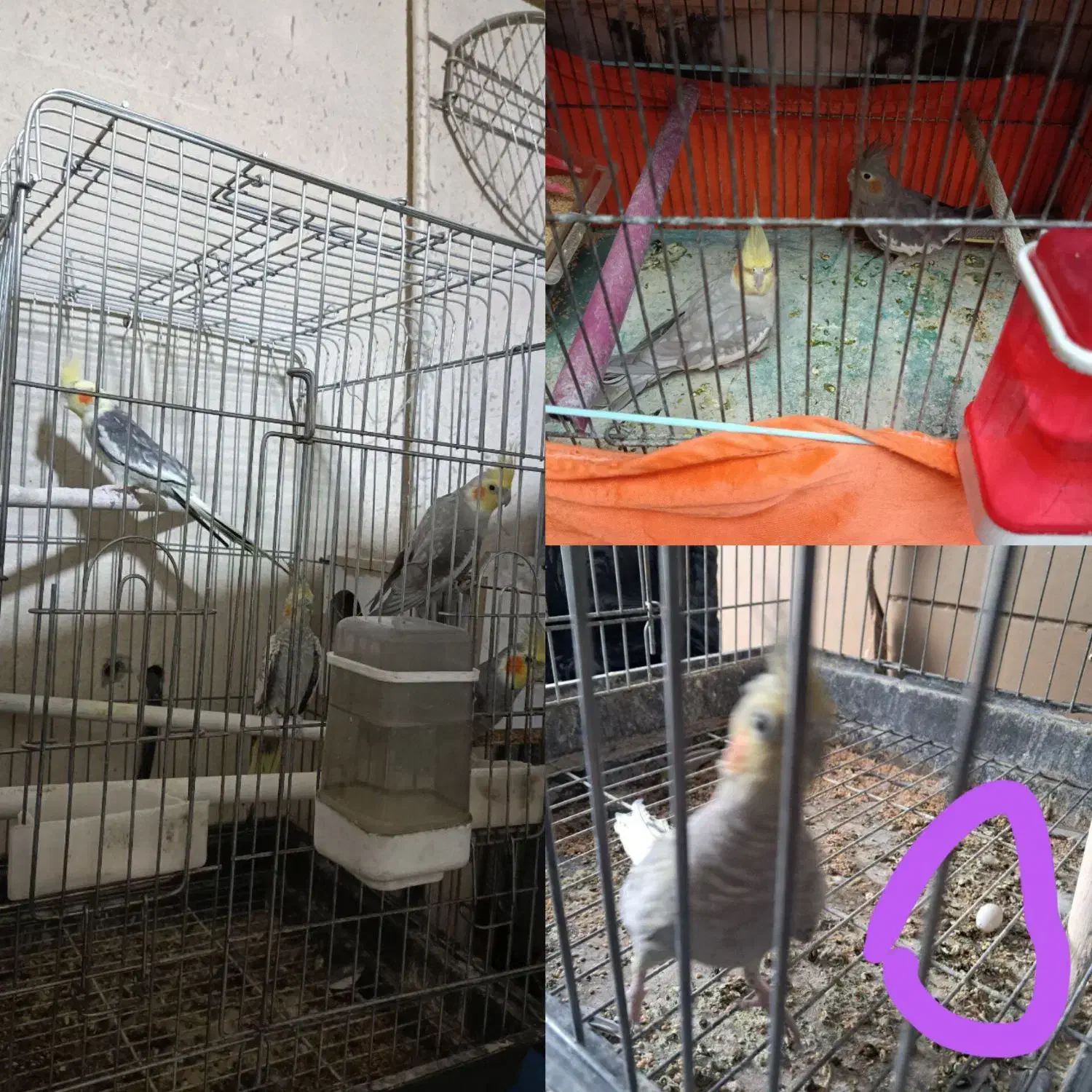 عروس هلندی|پرنده|فردوسیه, |دیوار