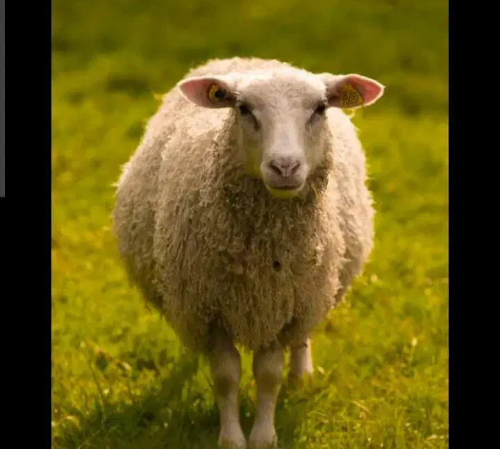 میش وبره|حیوانات مزرعه|فیروزآباد (لرستان), |دیوار