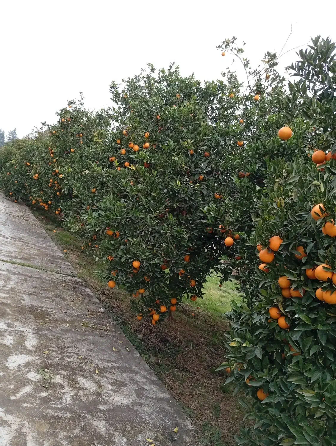 پرتغال|خوردنی و آشامیدنی|عباس‌آباد, |دیوار
