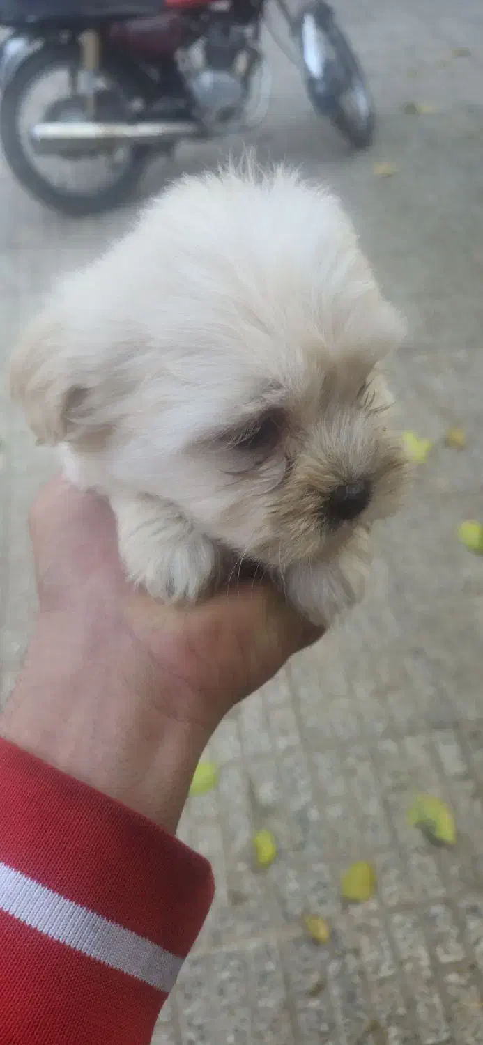 توله پاپی شیتزو|سگ|لنجان, |دیوار