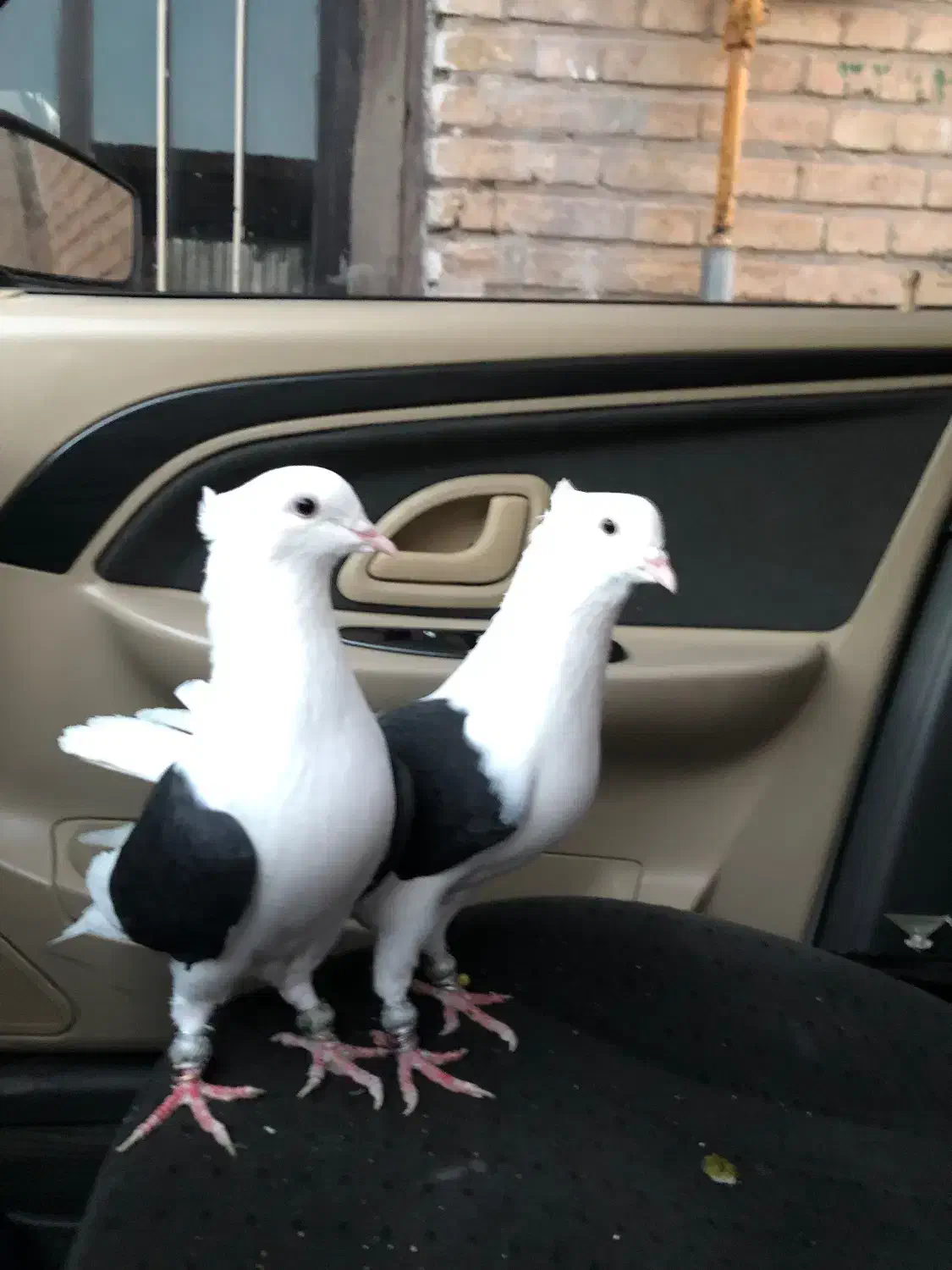 کبوتر پشت دار|پرنده|تاکستان, |دیوار