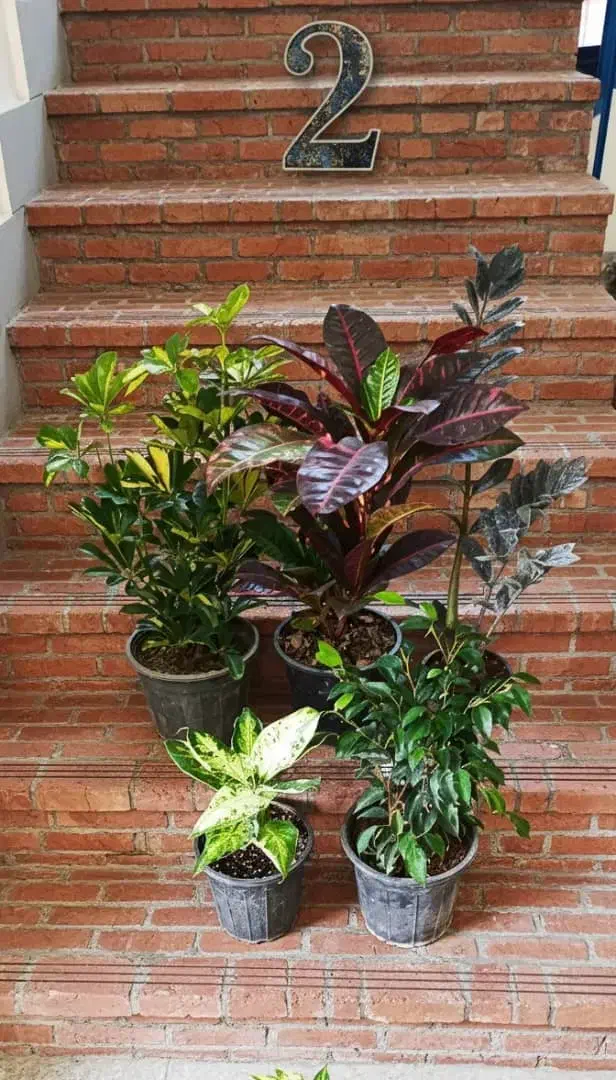 پکهای گیاهان آپارتمانی  - ارسال رایگان در تهران|گل و گیاه طبیعی|تهران, شهرآرا|دیوار