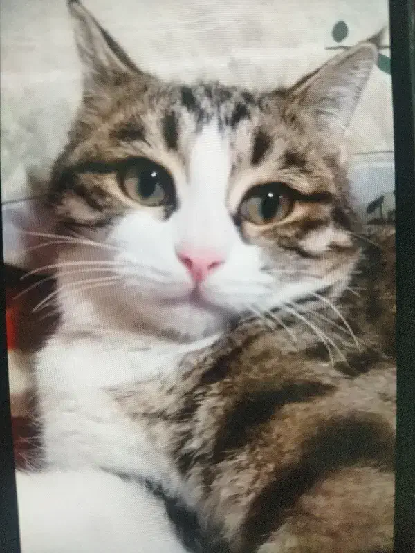 گومشده|گربه|فلاورجان, |دیوار