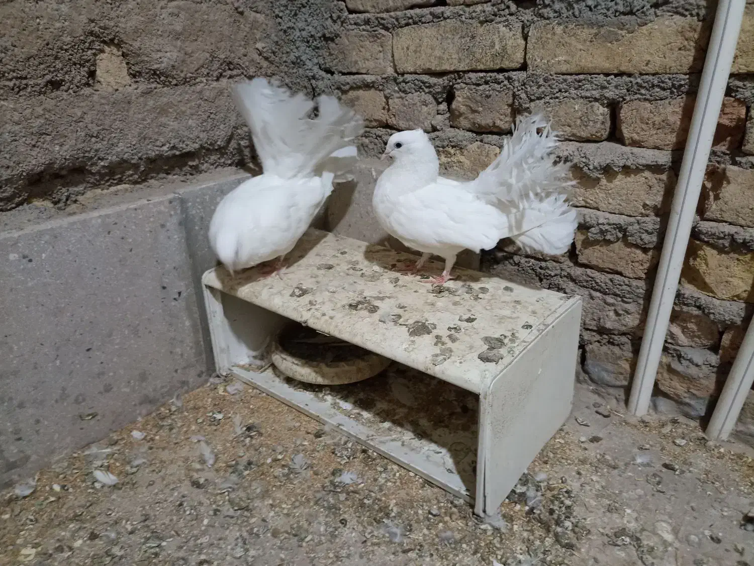 کفتر یا کبوتر دم چتری زینتی|پرنده|پاکدشت, پاکدشت (مامازند)|دیوار