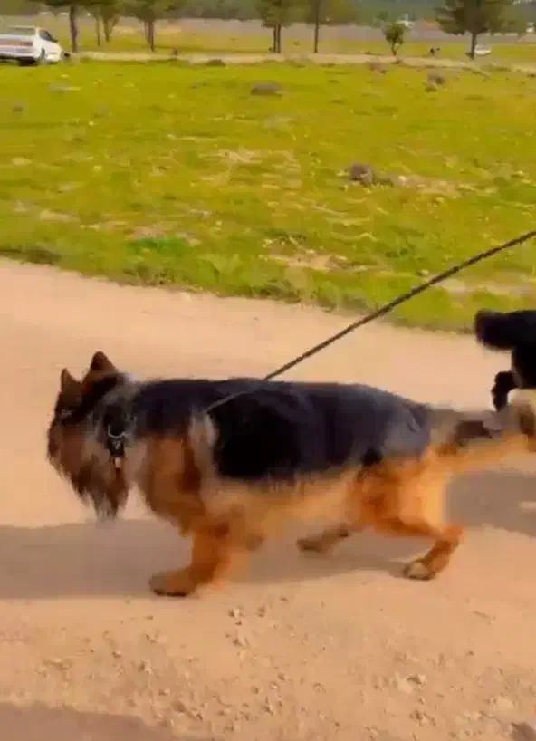 ۵قلاده ژرمن کینگ سایز|سگ|زرقان, |دیوار