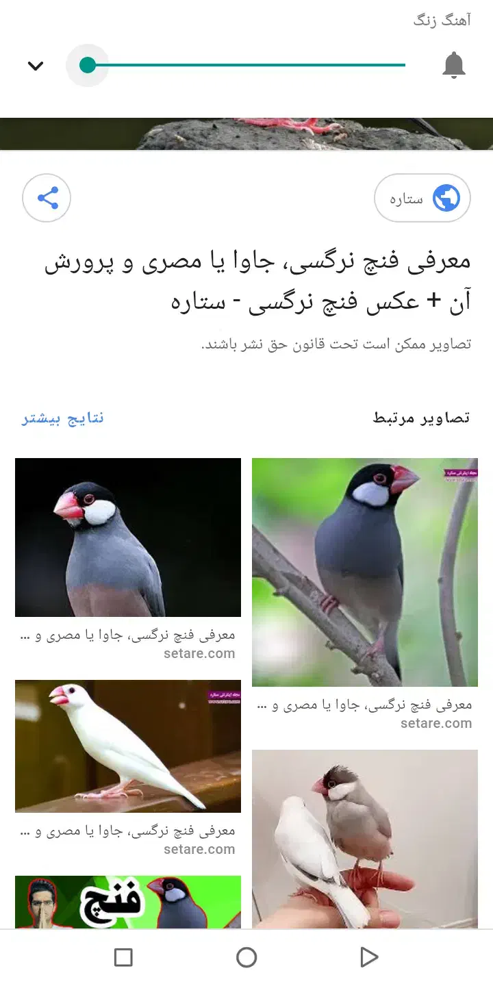 فنچ نرگسی|پرنده|شیروان (خراسان), |دیوار