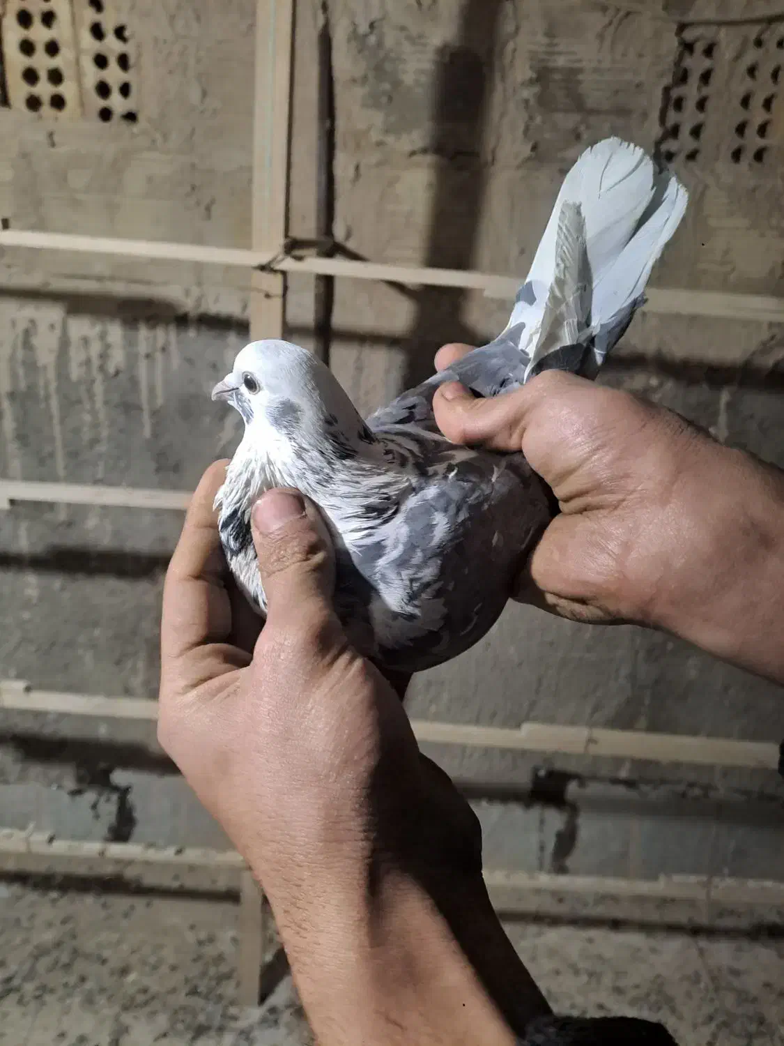 کفتر|پرنده|قرچک, زیبا شهر|دیوار