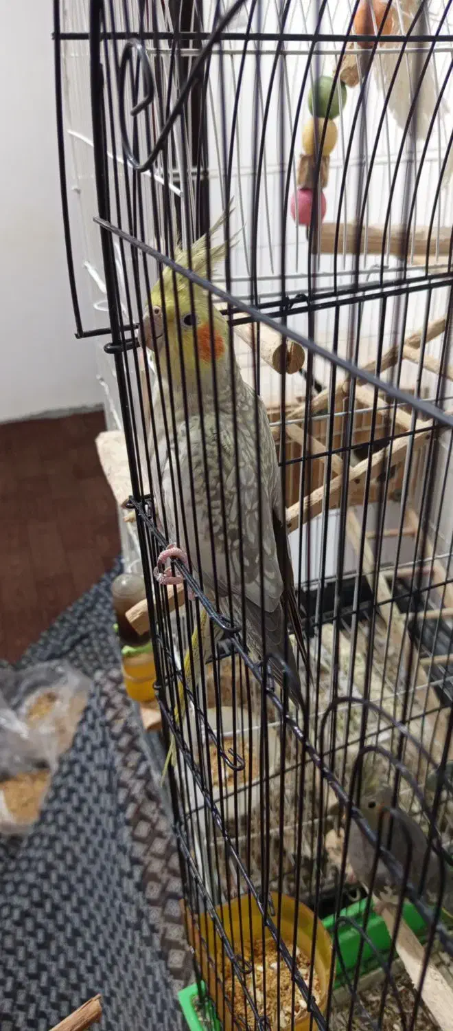 عروس هلندی ماده|پرنده|رودسر, |دیوار