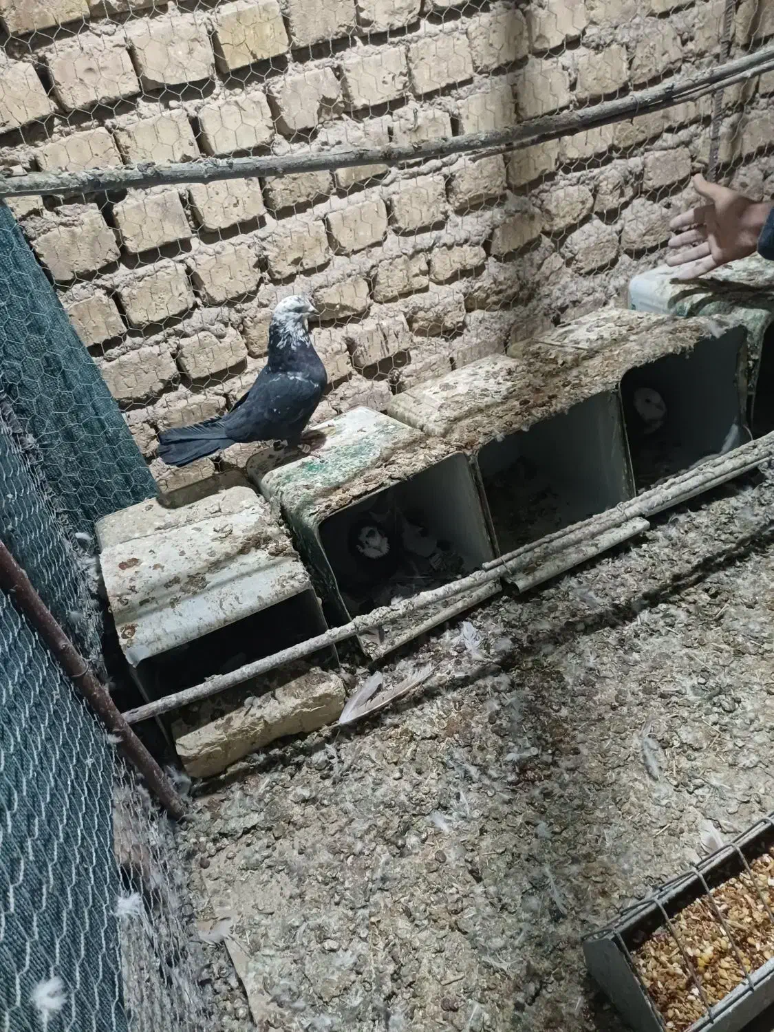 کفترپرشی ساعت بالابه ضمانت|پرنده|رودشت (اصفهان), |دیوار