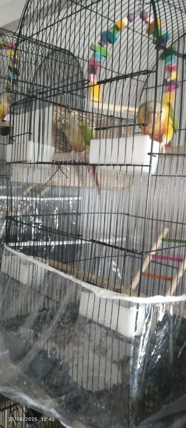 دوجفت گرینجیک چهار جفت عروس یک جفت برزیلی|پرنده|آزادشهر, |دیوار