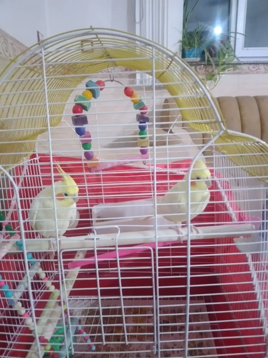 پرنده|پرنده|بیجار, |دیوار