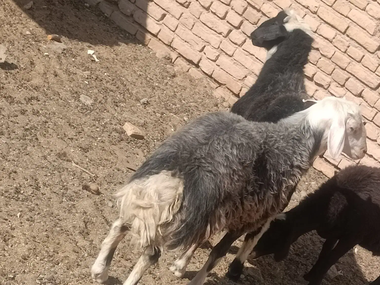 بره قوچی|حیوانات مزرعه|زاوه, |دیوار