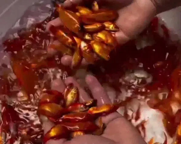 ماهی سرخ|ماهی|یزد, |دیوار